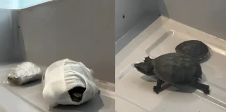 Woman Reportedly Caught With Two Turtles Hidden in Her Bra at Miami Airport turtles bra Miami airport