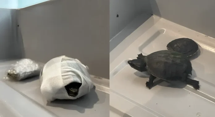 turtles bra Miami airport