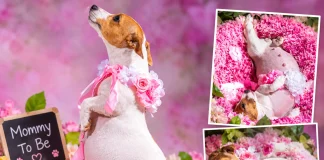 A Pregnant Dog Reportedly Goes Viral After Getting Her Own Maternity Photoshoot pregnant dog maternity shoot
