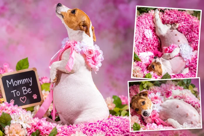 pregnant dog maternity shoot
