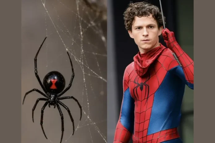 Bolivia boy black widow bite Spider-Man