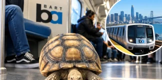 California Tortoise Goes Viral After Riding BART Across San Francisco California Tortoise Goes Viral After Riding BART Across San Francisco