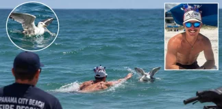 Florida Father Drowns at Panama City Beach While Attempting to Rescue Tangled Seagull Florida Father Drowns at Panama City Beach While Attempting to Rescue Tangled Seagull