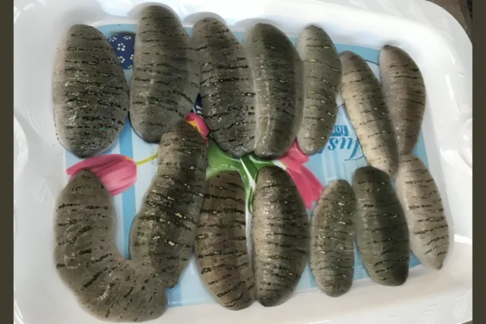 Mexican cartels sea cucumbers currency
