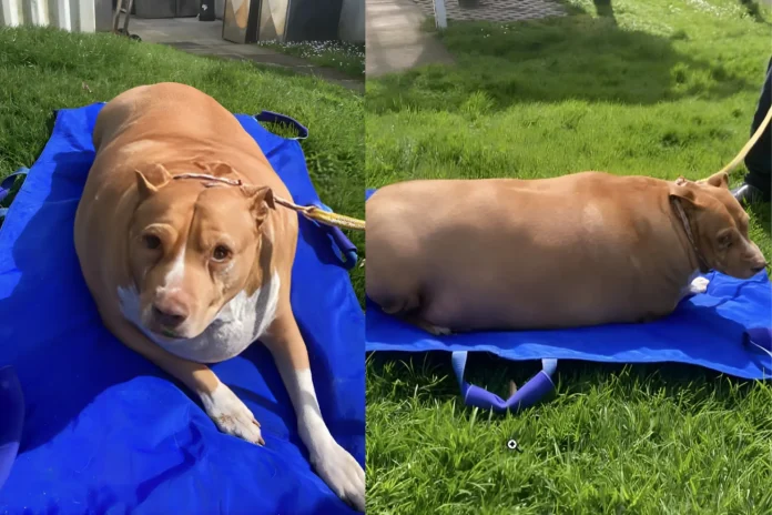 New Zealand dog Nuggi 119 pounds chicken overfeeding