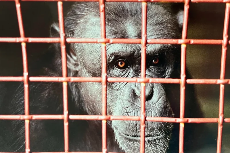Nim Chimpsky’s Viral Orange Plea: