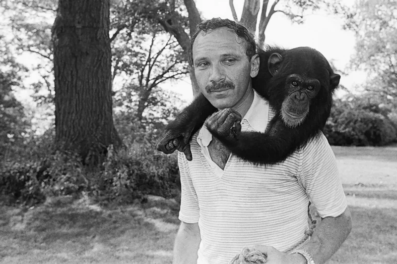 The Longest Sentence a Chimpanzee Ever Signed Just Went Viral Again