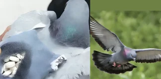 Pigeon Reportedly Caught in Kuwait Carrying 178 Drug Pills in Tiny Backpack Kuwait pigeon drug pills