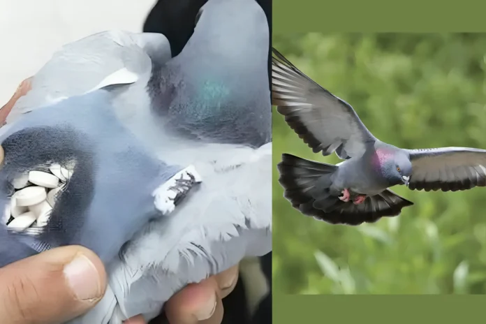 Kuwait pigeon drug pills
