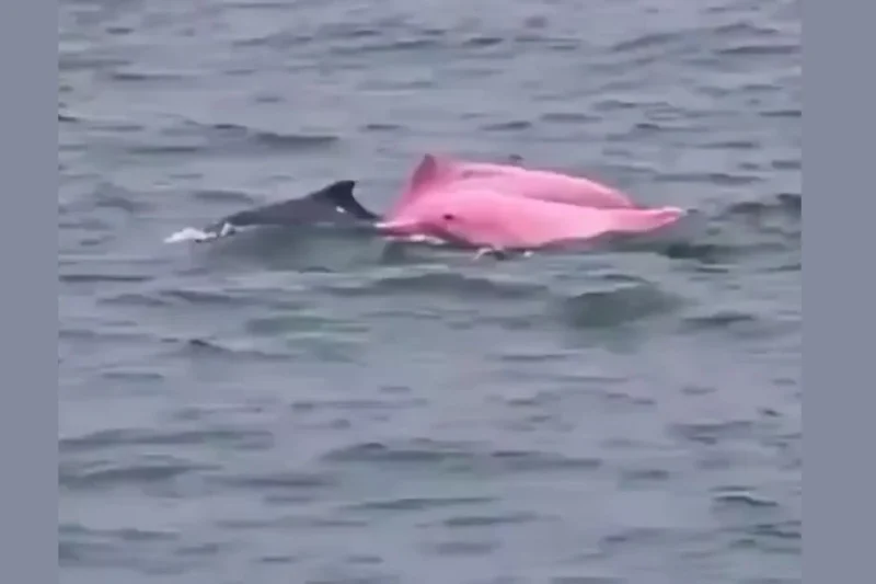 Rare Pale Dolphin Filmed Near Muscat Draws Global Attention