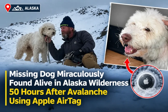 Missing Dog Miraculously Found Alive in Alaska Wilderness 50 Hours After Avalanche Using Apple AirTag