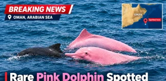 Rare Pink Dolphin Spotted Off the Coast of Oman Sparks Global Wonder and Viral Debate Rare Pink Dolphin Spotted Off the Coast of Oman Sparks Global Wonder and Viral Debate