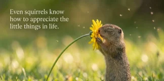 Viral Video of Squirrel Savoring the Little Things Captivates the Internet viral squirrel appreciating little things