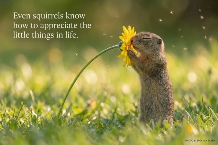 viral squirrel appreciating little things